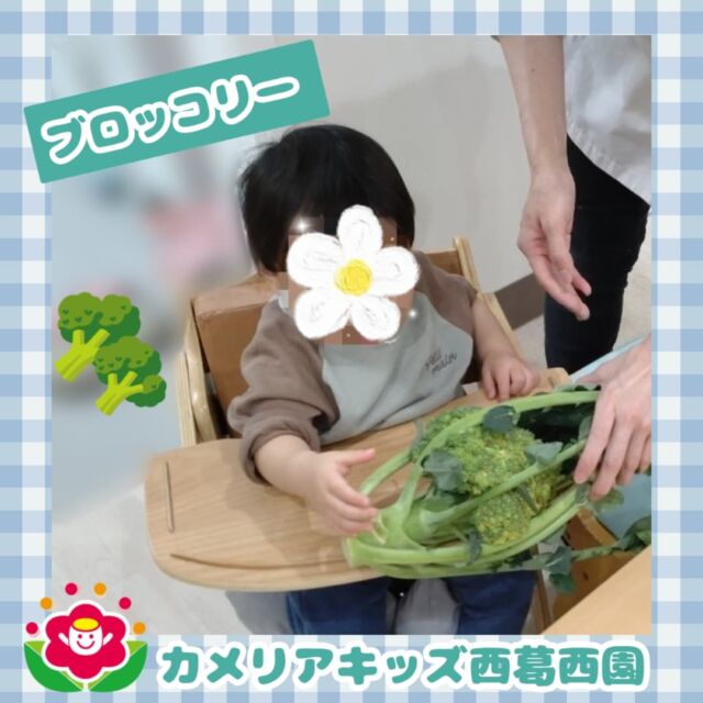こんにちは🌈カメリアキッズ西葛西園✨  【食育】大きな葉っぱがついたブロッコリー🥦大きな葉っぱに興味津々☺  🌼🌼🌼🌼🌼🌼🌼🌼🌼随時説明会開催中です！ご連絡お待ちしております！  他SNSも要チェック♪HP：カメリアキッズyoutube：🔎カメリアキッズほいくえ：🔎カメリアキッズTikTok：🔎@camellia_kids_hoikuen  ☆☆☆☆☆☆☆☆☆☆☆☆  カメリアキッズ西葛西園〒134-0088住所:東京都江戸川区西葛西6-8-4 ニュースカイビル1F☎️電話番号:03-5878-1877  園児・保育士さん・調理さん◎◎◎募集中◎◎◎  ☆☆☆☆☆☆☆☆☆☆☆☆  #ママライフ #ママリ #保育園#子育てママ#保育士#おもちゃ#ママスタグラム#2歳児#働くママ#幼児食#1歳児#0歳児#保育#江戸川区#保育士の卵#企業主導型保育園#保育学生#小規模保育園#園児募集#保育士試験#保育士募集#認可外保育園#保育学生#西葛西#保育園探し#保育士求人#カメリアキッズ#東京都保育園#江戸川区保育園#西葛西保育園