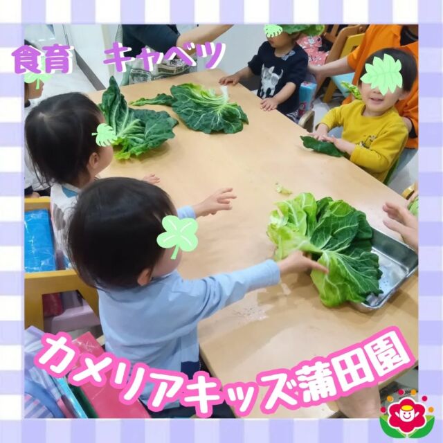 こんにちは!カメリアキッズ蒲田園です✨️本日は、先日行った食育「キャベツ」🥬の様子をおみせします♪大きなキャベツを抱えてみたり、1枚ずつ葉をめくったり、ちぎった大きな葉を帽子をかぶったり👒、うちわのようにあおいでみたり🪭、みんな興味津々でした。随時説明会開催中ですご連絡お待ちしております!他のSNSも要チェック☑️HP：🔍️カメリアキッズYouTube：🔍️カメリアキッズほいくえ：🔍️カメリアキッズTikTok：🔍️@camellia_kids_hoikuen。°✧·*︵︵︵︵︵︵︵︵︵︵︵︵︵︵︵︵*·✧°。カメリアキッズ蒲田園〒144-0051東京都大田区西蒲田7-50-5　クレメンシア1F📞03-6811-4040園児・保育士・調理さん◎◎◎募集中◎◎◎。°✧·*︶︶︶︶︶︶︶︶︶︶︶︶︶︶︶︶*·✧°。#保育園 #カメリアキッズ #東京都保育園 #大田区保育園 #蒲田保育園 #小規模保育園 #企業主導型保育園 #認可外保育園 #園児募集中 #0歳児 #1歳児 #2歳児 #保育士求人 #保育士募集中 #保育士試験 #保育学生 #保育士の卵 #東京都 #大田区 #蒲田 #働くママ #子育てママ #子育て #ママライフ #ママリ #ママスタグラム