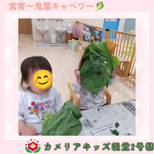 こんにちは🌳🦖カメリアキッズ経堂2号園です！鬼葉キャベツの食育を行いました🥬鬼葉キャベツという聞き馴染みがない名前と大きい葉っぱに子どもたちも保育者も興味津々🤩大きい葉っぱを触ったり、匂いを嗅いでみたり、お面を作ったりとみんな楽しんで参加していました☺️🌟他SNSも要チェック♪HP：カメリアキッズyoutube：🔎カメリアキッズほいくえ：🔎カメリアキッズTikTok：🔎@camellia_kids_hoikuen☆☆☆☆☆☆☆☆☆☆☆☆カメリアキッズ経堂2号園〒156-0051東京都世田谷区宮坂2-18-3 キャッスル経堂1階☎️03-5799-6185