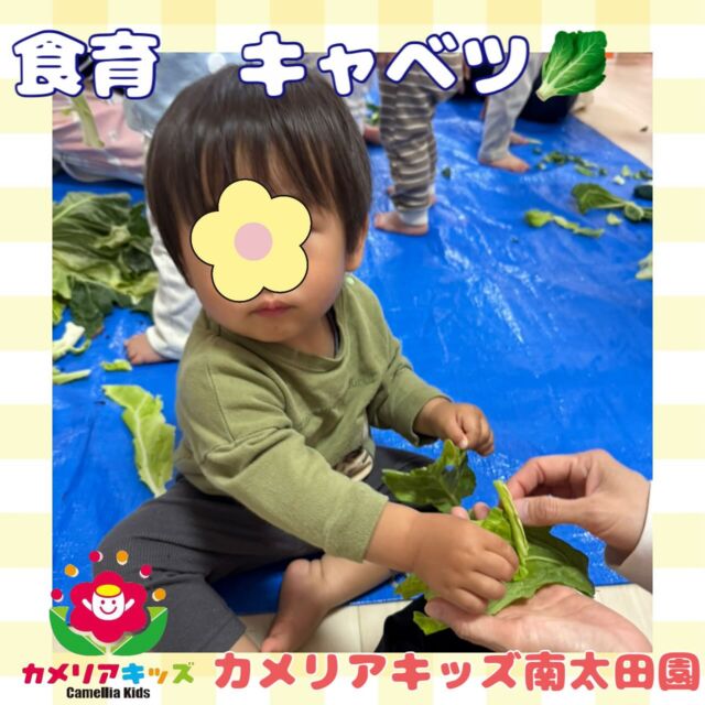 こんにちは🤝カメリアキッズ南太田園です🧜‍♀️キャベツの食育を行いました！鬼葉の葉は大きくてみんなの顔がすっぽりと隠れていました😆ペリペリっと破くのを楽しんでいる様子も見られました😊。・:*:・゜★,。・:*:・゜☆。・:*:・゜★,。・:*:・゜☆⁡  随時説明会開催中です✨ ご連絡お待ちしております🌈 ⁡ 他SNSも要チェック♪ HP：カメリアキッズ youtube：🔎カメリアキッズ ほいくえ：🔎カメリアキッズ TikTok：🔎@camellia_kids_hoikuen ⁡ ☆☆☆☆☆☆☆☆☆☆☆☆  🚩カメリアキッズ 南太田園🚩 〒232-0006 神奈川県横浜市南区南太田１丁目34-7 ☎️045-334-7497  園児・保育士さん・調理さん **◎◎◎募集中**◎◎◎* ⁡ #ママライフ #ママリ #保育園#子育てママ#保育士#おもちゃ#ママスタグラム#2歳児#働くママ#幼児食#1歳児#0歳児#保育#南区#保育士の卵#企業主導型保育園#保育学生#小規模保育園#園児募集#保育士試験#保育士募集#認可外保育園#保育学生#南太田#保育園探し#保育士求人#カメリアキッズ#神奈川県保育園#南区保育園#南太田保育園