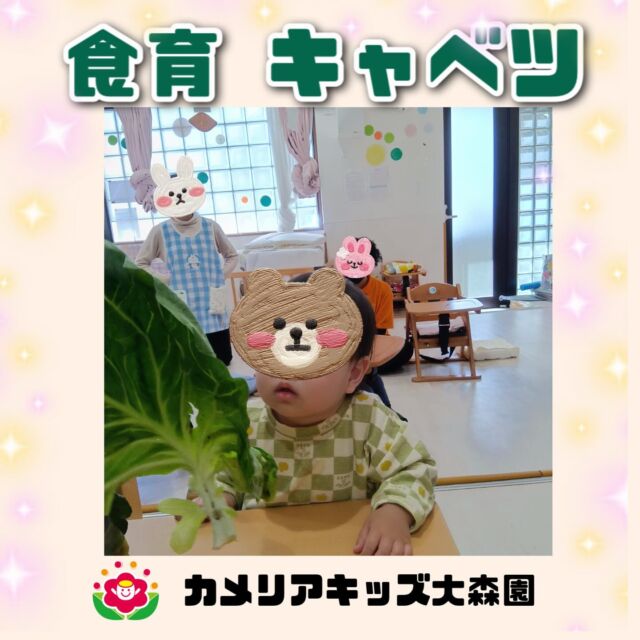 こんにちは😊カメリアキッズ大森園です✨本日は食育のご紹介です✨キャベツの育ち方や感触を感じ子どもたちは、キャベツの葉の大きさにびっくりしていました🤭随時説明会開催中です!!ご連絡お待ちしおります!他のSNSも要チェック♪HP︰カメリアキッズYouTube︰🔎カメリアキッズほいくえ︰🔎カメリアキッズTikTok︰@camellia_kids_hoikuen📛カメリアキッズ大森園〶143-0023東京都大田区山王3-35-10　長崎医院1階☏03-6451-8357園児・保育士・調理さん◎◎◎募集中◎◎◎#保育園 #カメリアキッズ#東京都保育園 #大田区保育園 #大森保育園 #山王保育園 #認可外保育園 #企業主導型保育園 #小規模保育園 #園児募集 #0歳児 #1歳児 #2歳児 #保育士の卵 #保育士求人 #保育士募集 #保育士試験 #保育学生 #東京都 #大田区 #大森 #働くママ #子育てママ #子育て #ママライフ #ママリ #ママスダグラム