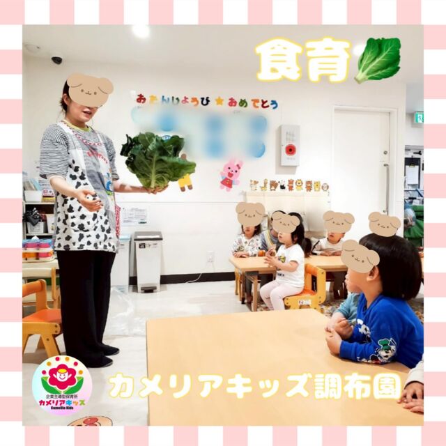 こんにちはカメリアキッズ調布園です🎶今回は食育の様子です！🥬キャベツの葉っぱを触ったり、うちわみたく持ってみたり☺️✨警戒しながら触る子もいれば葉をめくって楽しんでる子もいましたよ！———————————他SNSも要チェック♪HP ： カメリアキッズyoutube:Oカメリアキッズほいくえ：●カメリアキッズTikTok: @camellia_kids_hoikuen★★★★★★★★★★★★カメリアキッズ調布園〒184-0026調布市小島町1-5-6アールアンドエスビル1階重042-452-8705園児・保育士さん・調理さん◎O◎募集中◎◎◎＃保育園 #保育園探し ＃東京都保育園 #東京都 #企業主導型保育園 ＃認可外保育園 ＃小規模保育園 #調布市保育園 #調布市＃調布 #調布保育園 #保育士 ＃保育 #保育士求人 #Tグループ株式会社 #保育士募集 #園児募集 #おもちゃ #保育士の卵#保育園給食#保育学生 #ママスタグラム #ママリ #ママライフ #保育園探し #0歳児募集 #0歳児 #1歳児 #2歳児