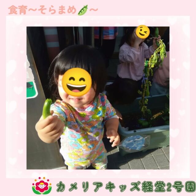 こんにちは🌳🦖カメリアキッズ経堂2号園です！鬼葉キャベツに続いて食育「そらまめ」を行いました🫛みんなで育てたそらまめを収穫してみると感触が気持ちいいみたいでみんなニコニコでにぎにぎしていました😆その後、「そらまめくんとながいながいまめ」を見ながらとれたてのそらまめを開いてみると絵本と同じふかふかお布団が✨みんな目を輝かせて触っていました🤩🌟他SNSも要チェック♪HP：カメリアキッズyoutube：🔎カメリアキッズほいくえ：🔎カメリアキッズTikTok：🔎@camellia_kids_hoikuen☆☆☆☆☆☆☆☆☆☆☆☆カメリアキッズ経堂2号園〒156-0051東京都世田谷区宮坂2-18-3 キャッスル経堂1階☎️03-5799-6185
