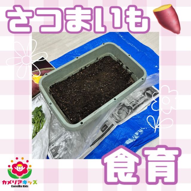 こんにちは😃5月の食育で、さつまいもを植えました🍠今年も上手く育ってくれますよーに🙏随時説明会開催中です！ご連絡お待ちしております！他SNSも要チェック♪HP：カメリアキッズyoutube：🔎カメリアキッズほいくえ：🔎カメリアキッズTikTok：🔎@camellia_kids_hoikuen☆☆☆☆☆☆☆☆☆☆☆☆カメリアキッズ蒲田2号園〒144-0051東京都大田区西蒲田8-7-1ブランドール2F☎️03-6715-8965園児・保育士さん・調理さん◎◎◎募集中◎◎◎☆☆☆☆☆☆☆☆☆☆☆☆#ママライフ #ママリ #保育園#子育てママ#保育士#おもちゃ#ママスタグラム#2歳児#働くママ#幼児食#1歳児#0歳児#保育#大田区#保育士の卵#企業主導型保育園#保育学生#小規模保育園#園児募集#保育士試験#保育士募集#認可外保育園#保育学生#蒲田#保育園探し#保育士求人#カメリアキッズ#東京都保育園#大田区保育園#蒲田保育園