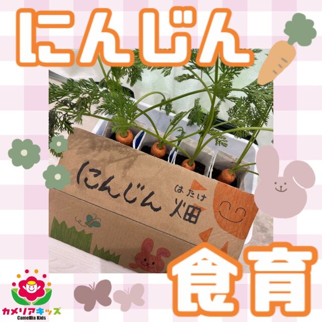 こんにちは☺️にんじん🥕の食育をしました！みんなで、にんじん畑からにんじんを収穫体験🐰引っこ抜ける感覚が楽しかったようでみんな何回も夢中で収穫していました😂また来月の食育もたのしみですね✨随時説明会開催中です！ご連絡お待ちしております！他SNSも要チェック♪HP：カメリアキッズyoutube：🔎カメリアキッズほいくえ：🔎カメリアキッズTikTok：🔎@camellia_kids_hoikuen☆☆☆☆☆☆☆☆☆☆☆☆カメリアキッズ蒲田2号園〒144-0051東京都大田区西蒲田8-7-1ブランドール2F☎️03-6715-8965園児・保育士さん・調理さん◎◎◎募集中◎◎◎☆☆☆☆☆☆☆☆☆☆☆☆#ママライフ #ママリ #保育園#子育てママ#保育士#おもちゃ#ママスタグラム#2歳児#働くママ#幼児食#1歳児#0歳児#保育#大田区#保育士の卵#企業主導型保育園#保育学生#小規模保育園#園児募集#保育士試験#保育士募集#認可外保育園#保育学生#蒲田#保育園探し#保育士求人#カメリアキッズ#東京都保育園#大田区保育園#蒲田保育園