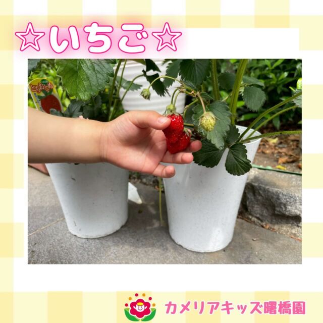 こんにちは！カメリアキッズ曙橋園です😊みんなで育てたいちご🍓が赤くなりました🙌みんな砂遊びが大好きです😍🎵🌈随時説明会開催中です！ご連絡お待ちしております！他SNSも要チェック♪HP：カメリアキッズyoutube：🔎カメリアキッズほいくえ：🔎カメリアキッズTikTok：🔎@camellia_kids_hoikuen☆☆☆☆☆☆☆☆☆☆☆☆カメリアキッズ曙橋園〒162-0065住所：東京都新宿区住吉町3-16グランハイツ1階☎️03-6380-4067園児・保育士さん・調理さん◎◎◎募集中◎◎◎☆☆☆☆☆☆☆☆☆☆☆☆#ママライフ #ママリ #保育園#子育てママ#保育士#おもちゃ#ママスタグラム#2歳児#働くママ#幼児食#1歳児#0歳児#保育#新宿区#保育士の卵#企業主導型保育園#保育学生#小規模保育園#園児募集#保育士試験#保育士募集#認可外保育園#保育学生#曙橋#保育園探し#保育士求人#カメリアキッズ#東京都保育園#新宿区#保育園#曙橋保育園