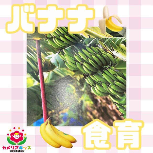 こんにちは♪バナナの食育をしました🍌みどりのバナナにみんな不思議そうにしてました☺️随時説明会開催中です！ご連絡お待ちしております！他SNSも要チェック♪HP：カメリアキッズyoutube：🔎カメリアキッズほいくえ：🔎カメリアキッズTikTok：🔎@camellia_kids_hoikuen☆☆☆☆☆☆☆☆☆☆☆☆カメリアキッズ蒲田2号園〒144-0051東京都大田区西蒲田8-7-1ブランドール2F☎️03-6715-8965園児・保育士さん・調理さん◎◎◎募集中◎◎◎☆☆☆☆☆☆☆☆☆☆☆☆#ママライフ #ママリ #保育園#子育てママ#保育士#おもちゃ#ママスタグラム#2歳児#働くママ#幼児食#1歳児#0歳児#保育#大田区#保育士の卵#企業主導型保育園#保育学生#小規模保育園#園児募集#保育士試験#保育士募集#認可外保育園#保育学生#蒲田#保育園探し#保育士求人#カメリアキッズ#東京都保育園#大田区保育園#蒲田保育園