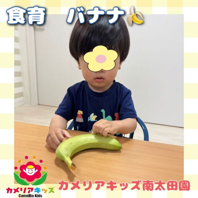こんにちは🍌カメリアキッズ南太田園です🙈今日はバナナの食育を行いました！緑のバナナは見慣れないからか不思議そうに見てましたが、黄色いいつものバナナが出た時にはみんな食べたそうにしてました😌食育用だったので食べれずみんな残念そうでした🥺また今度給食で食べようね🌱。・:*:・゜★,。・:*:・゜☆。・:*:・゜★,。・:*:・゜☆⁡  随時説明会開催中です✨ ご連絡お待ちしております🌈 ⁡ 他SNSも要チェック♪ HP：カメリアキッズ youtube：🔎カメリアキッズ ほいくえ：🔎カメリアキッズ TikTok：🔎@camellia_kids_hoikuen ⁡ ☆☆☆☆☆☆☆☆☆☆☆☆  🚩カメリアキッズ 南太田園🚩 〒232-0006 神奈川県横浜市南区南太田１丁目34-7 ☎️045-334-7497  園児・保育士さん・調理さん **◎◎◎募集中**◎◎◎* ⁡ #ママライフ #ママリ #保育園#子育てママ#保育士#おもちゃ#ママスタグラム#2歳児#働くママ#幼児食#1歳児#0歳児#保育#南区#保育士の卵#企業主導型保育園#保育学生#小規模保育園#園児募集#保育士試験#保育士募集#認可外保育園#保育学生#南太田#保育園探し#保育士求人#カメリアキッズ#神奈川県保育園#南区保育園#南太田保育園