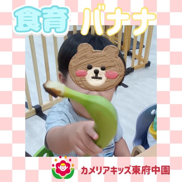 こんにちは✨カメリアキッズ東府中園です✨✨みんなが大好きなバナナが食育に登場しました✨形はほとんど同じなのに緑色でかたーいバナナにみんな興味深々😳手に持って硬い感触に驚いたり、匂いをかいで顔をしかめたりと色々な表情を見ることができました🎵ྀི最後にお馴染みの黄色の食べごろバナナが出てくるとみんなの目がキラキラし、食べたいコールが響いていました🍌随時説明会開催中です!ご連絡お待ちしております！他SNSも要チェック♪HP:カメリアキッズyoutube:🔎カメリアキッズほいくえ:🔎カメリアキッズTikTok:@camellia_kis_hoikuen☆☆☆☆☆☆☆☆☆☆☆☆☆☆カメリアキッズ東府中園〒183-0005住所　東京都府中市若松町1-7-6サングレース東府中1F☎電話番号042-319-8322園児・保育士さん・調理さん◎◎◎募集中◎◎◎☆☆☆☆☆☆☆☆☆☆☆☆☆☆☆#ママライフ#ママリ#保育園#子育てママ#保育士#おもちゃ#ママスタグラム#2歳児#働くママ#幼児食#1歳児#0才児#保育#府中市#保育士の卵#企業主導型保育園#保育学生#小規模保育園#園児募集#保育士試験#保育士募集#認可外保育園#東府中#保育園探し#保育士求人#カメリアキッズ#東京都保育園#府中市保育園#東府中保育園