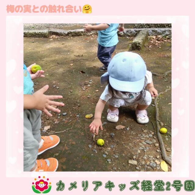 こんにちは🌳🦖カメリアキッズ経堂2号園です！お散歩で世田谷八幡宮に行った時の様子です😊その日は梅の実がたくさん落ちていて、なかなか触れ合うことができない梅の実に大興奮の子どもたち🤩「これ◯◯ちゃんの〜」と集める事を楽しむお子様や「これおっきい!」と大きさの違いを楽しむお子様がいたりと様々な楽しみ方をしていました🌟他SNSも要チェック♪HP：カメリアキッズyoutube：🔎カメリアキッズほいくえ：🔎カメリアキッズTikTok：🔎@camellia_kids_hoikuen☆☆☆☆☆☆☆☆☆☆☆☆カメリアキッズ経堂2号園〒156-0051東京都世田谷区宮坂2-18-3 キャッスル経堂1階☎️03-5799-6185