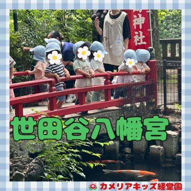 こんにちは！カメリアキッズ経堂園です😀世田谷八幡宮へお散歩に行きました⛩️池のコイやカメに興味津々です🐢＊随時説明会開催中です！ご連絡お待ちしております！他SNSも要チェック♪HP：カメリアキッズyoutube：🔎カメリアキッズほいくえ：🔎カメリアキッズTiktok：🔎@camellia_kids_hoikuen🌷🌷🌷🌷🌷🌷🌷🌷🌷🌷🌷🌷🌷🌷🌷156-0052東京都世田谷区経堂1-19-14第六経堂ビル2F【営業時間7:30〜20:30】TEL.03-6413-7449（受付時間　月〜金　8:30〜17:30）【開園日】月〜日・祝◎園児・保育士・調理さん募集中◎🌷🌷🌷🌷🌷🌷🌷🌷🌷🌷🌷🌷🌷🌷🌷#ママライフ #ママリ #保育園 #子育てママ #保育士 #おもちゃ #ママスタグラム #2歳児 #働くママ #幼児食 #1歳児 #0歳児 #保育 #世田谷区 #保育士の卵 #企業主導型保育園 #保育学生 #小規模保育園 #園児募集 #保育士試験 #保育士募集 #認可外保育園 #保育学生 #経堂 #保育園探し #保育士求人 #カメリアキッズ #東京都保育園 #世田谷区保育園 #経堂保育園