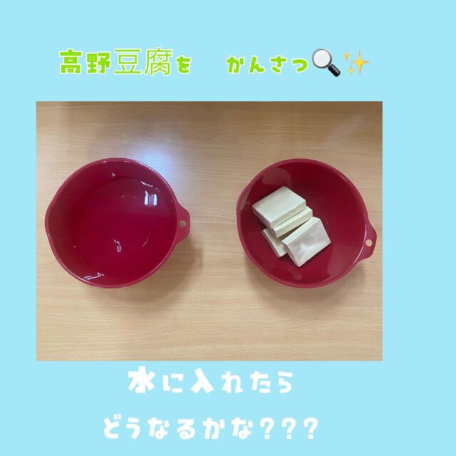 こんにちは🌞たいせつ横浜ポートサイド保育園です🚢暑い日が続いていますね💦元気に過ごすためにも、食事を【たいせつ】に💖先週はいるか組さんが、高野豆腐の観察を行いました。最初はカチカチ、カサカサ、硬かった高野豆腐。それを　水に浸して待ちます。お散歩に行っている間にどんな姿に変身しているかな？？？お散歩から帰ったいるか組さん。ワクワクしながら、水で戻された高野豆腐を見てみると、、、！「わぁ！大きくなってる！」「やわらかい！」「水出てくる！」と、その変化に目をキラキラさせて大興奮です！ギューっと絞ってみたり、また　水に戻したり。じっと　見つめてみたり。その日の給食は　高野豆腐を使った肉団子です♪「お豆腐入ってたねぇ」と、食レポもバッチリ✨肉団子もパクパク食べましたね♪💭🤍.•*¨*•.*♬ 💭🤍.•*¨*•.*♬💭 🤍.•*¨*•.*♬説明会開催中です✨ご連絡お待ちしております🌈ホームページ: 🔎たいせつ保育園⁡🍀✨🍀✨🍀✨🍀✨🍀✨🍀✨🍀✨たいせつ横浜ポートサイド保育園📮221－0052🏠神奈川県横浜市神奈川区栄町6－1ヨコハマポートサイドロア弐番館1F☎️ 045-461-0707🍀✨🍀✨🍀✨🍀✨🍀✨🍀✨🍀✨#ママライフ#ママリ#保育園#子育てママ#保育士#ハロウィン #ママスタグラム#2歳児#働くママ#幼児食#1歳児#0歳児#保育#横浜市#保育士の卵#小規模認可保育園#保育学生#園児募集#保育士試験#保育士募集#小規模保育園#保育学生#横浜#保育園探し#保育士求人#たいせつ#神奈川保育園#横浜市保育園#横浜保育園 #給食
