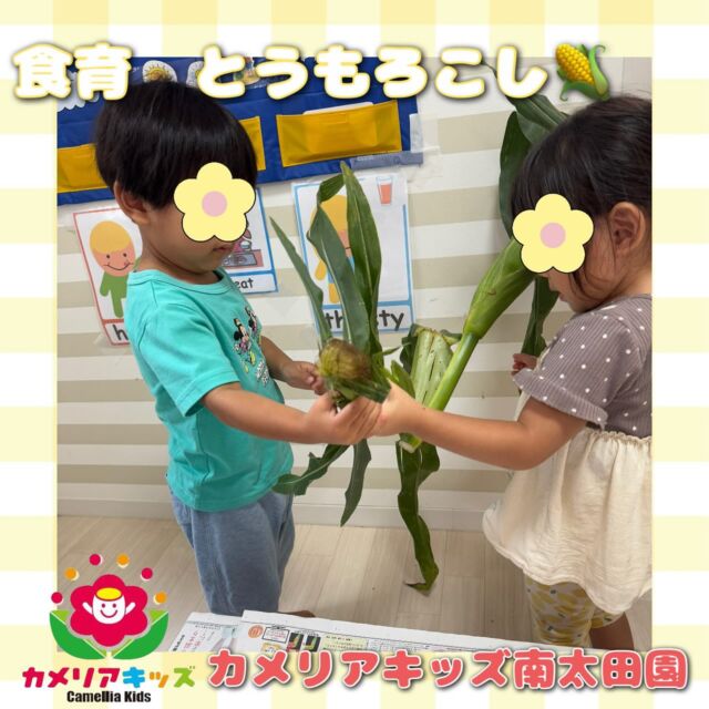 こんにちは🎊カメリアキッズ南太田園です⭐️食育でとうもろこしを行いました🌽パキッと折って剥いたり匂いを嗅いだりしました😌。・:*:・゜★,。・:*:・゜☆。・:*:・゜★,。・:*:・゜☆⁡  随時説明会開催中です✨ ご連絡お待ちしております🌈 ⁡ 他SNSも要チェック♪ HP：カメリアキッズ youtube：🔎カメリアキッズ ほいくえ：🔎カメリアキッズ TikTok：🔎@camellia_kids_hoikuen ⁡ ☆☆☆☆☆☆☆☆☆☆☆☆  🚩カメリアキッズ 南太田園🚩 〒232-0006 神奈川県横浜市南区南太田１丁目34-7 ☎️045-334-7497  園児・保育士さん・調理さん **◎◎◎募集中**◎◎◎* ⁡ #ママライフ #ママリ #保育園#子育てママ#保育士#おもちゃ#ママスタグラム#2歳児#働くママ#幼児食#1歳児#0歳児#保育#南区#保育士の卵#企業主導型保育園#保育学生#小規模保育園#園児募集#保育士試験#保育士募集#認可外保育園#保育学生#南太田#保育園探し#保育士求人#カメリアキッズ#神奈川県保育園#南区保育園#南太田保育園