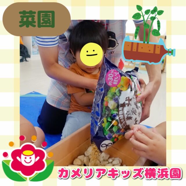 こんにちは🕊️カメリアキッズ横浜園です🌷夏の家庭菜園で枝豆を植えました🫛みんなで土を入れるところから準備しましたよ🪴9月ごろ収穫予定です🥳∴∵∴ ୨୧ ∴∵∴ ୨୧ ∴∵∴ ୨୧ ∴∵୨୧ ∴∵∴ ୨୧ ∴∵∴ ୨୧ 随時説明会開催中です✨ご連絡お待ちしております🌈⁡他SNSも要チェック♪Instagram：@itg_camellia_kidsyoutube：🔎カメリアキッズほいくえ：🔎カメリアキッズ⁡⁡☆☆☆☆☆☆☆☆☆☆☆☆🚩カメリアキッズ横浜園🚩〒220-0073神奈川県横浜市西区岡野1-10-6 ストーク横浜参番館1F☎️045-628-9533園児・保育士さん・調理さん**◎◎◎募集中**◎◎◎*⁡#ママライフ #ママリ #保育園#子育てママ#保育士#おもちゃ#ママスタグラム#2歳児#働くママ#幼児食#1歳児#0歳児#保育#横浜市#保育士の卵#企業主導型保育園#保育学生#小規模保育園#園児募集#保育士試験#保育士募集#認可外保育園#保育学生#横浜#保育園探し#保育士求人#カメリアキッズ#神奈川県保育園#西区保育園#横浜保育園