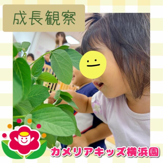 こんにちは🕊️カメリアキッズ横浜園です🌷以前植えた枝豆の成長を観察しました🔍🫛毎日水をあげたおかげか、かなり大きく成長しましたよ💪収穫まで楽しみですね😊