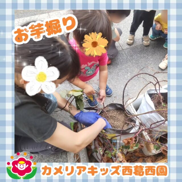 こんにちは🌈カメリアキッズ西葛西園✨お芋掘りをしました🍠土の中に眠っているお芋をひっぱって掘り起こしました☺🌼🌼🌼🌼🌼🌼🌼🌼🌼🌼随時説明会開催中です！ご連絡お待ちしております！他SNSも要チェック♪HP：カメリアキッズyoutube：🔎カメリアキッズほいくえ：🔎カメリアキッズTikTok：🔎@camellia_kids_hoikuen☆☆☆☆☆☆☆☆☆☆☆☆カメリアキッズ西葛西園〒134-0088住所:東京都江戸川区西葛西6-8-4 ニュースカイビル1F☎️電話番号:03-5878-1877園児・保育士さん・調理さん◎◎◎募集中◎◎◎☆☆☆☆☆☆☆☆☆☆☆☆#ママライフ #ママリ #保育園#子育てママ#保育士#おもちゃ#ママスタグラム#2歳児#働くママ#幼児食#1歳児#0歳児#保育#江戸川区#保育士の卵#企業主導型保育園#保育学生#小規模保育園#園児募集#保育士試験#保育士募集#認可外保育園#保育学生#西葛西#保育園探し#保育士求人#カメリアキッズ#東京都保育園#江戸川区保育園#西葛西保育園