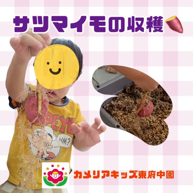 こんにちは😊カメリアキッズ東府中園です✨先週は食育で“出汁”をテーマに、鰹節や煮干しなどに触れてみました✨「お味噌汁のお出汁が、これから作られるんだね。」「どんな匂いがするかな？」と保育者と一緒に観察☺️興味津々のお友だちはそっと鰹節を手に持ち、フワフワの感触に不思議なお顔をしていました🎵ྀིまた別日にはお芋堀りイベントも実施✨春からプランターで育てていたサツマイモをついに収穫しました。うんとこしょ！とみんなで引っ張ると、中から小さなサツマイモが。「わ！ちっちゃくてかわいいね。」と赤ちゃんサイズのサツマイモにみんな夢中でした❣️随時説明会開催中です!ご連絡お待ちしております！他SNSも要チェック♪HP:カメリアキッズyoutube:🔎カメリアキッズほいくえ:🔎カメリアキッズTikTok:@camellia_kis_hoikuen☆☆☆☆☆☆☆☆☆☆☆☆☆☆カメリアキッズ東府中園〒183-0005住所　東京都府中市若松町1-7-6サングレース東府中1F☎電話番号042-319-8322園児・保育士さん・調理さん◎◎◎募集中◎◎◎☆☆☆☆☆☆☆☆☆☆☆☆☆☆☆#ママライフ#ママリ#保育園#子育てママ#保育士#おもちゃ#ママスタグラム#2歳児#働くママ#幼児食#1歳児#0才児#保育#府中市#保育士の卵#企業主導型保育園#保育学生#小規模保育園#園児募集#保育士試験#保育士募集#認可外保育園#東府中#保育園探し#保育士求人#カメリアキッズ#東京都保育園#府中市保育園#東府中保育園