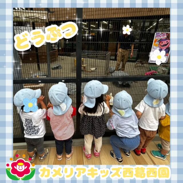 こんにちは🌈カメリアキッズ西葛西園✨動物専門学校に行ってきました☺ハリネズミ🦔・ヨウム🐦‍⬛アヒル🪿を見せてもらい子どもたちは興味津々でのぞき込んでいました🍀🌼🌼🌼🌼🌼🌼🌼🌼🌼🌼随時説明会開催中です！ご連絡お待ちしております！他SNSも要チェック♪HP：カメリアキッズyoutube：🔎カメリアキッズほいくえ：🔎カメリアキッズTikTok：🔎@camellia_kids_hoikuen☆☆☆☆☆☆☆☆☆☆☆☆カメリアキッズ西葛西園〒134-0088住所:東京都江戸川区西葛西6-8-4 ニュースカイビル1F☎️電話番号:03-5878-1877園児・保育士さん・調理さん◎◎◎募集中◎◎◎☆☆☆☆☆☆☆☆☆☆☆☆#ママライフ #ママリ #保育園#子育てママ#保育士#おもちゃ#ママスタグラム#2歳児#働くママ#幼児食#1歳児#0歳児#保育#江戸川区#保育士の卵#企業主導型保育園#保育学生#小規模保育園#園児募集#保育士試験#保育士募集#認可外保育園#保育学生#西葛西#保育園探し#保育士求人#カメリアキッズ#東京都保育園#江戸川区保育園#西葛西保育園