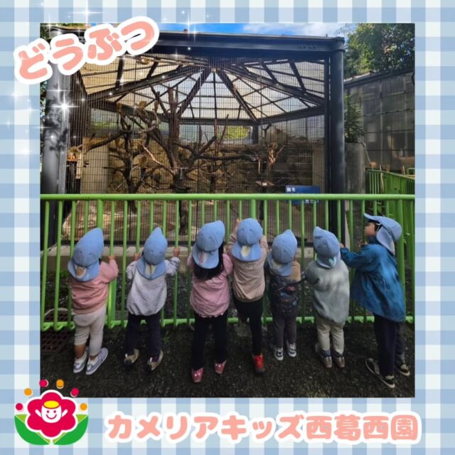 こんにちは🌈カメリアキッズ西葛西園✨自然動物園に行ってきましたどうぶつの不思議な動きに子ども達は夢中で見ていました🍀🌼🌼🌼🌼🌼🌼🌼🌼🌼🌼随時説明会開催中です！ご連絡お待ちしております！他SNSも要チェック♪HP：カメリアキッズyoutube：🔎カメリアキッズほいくえ：🔎カメリアキッズTikTok：🔎@camellia_kids_hoikuen☆☆☆☆☆☆☆☆☆☆☆☆カメリアキッズ西葛西園〒134-0088住所:東京都江戸川区西葛西6-8-4 ニュースカイビル1F☎️電話番号:03-5878-1877園児・保育士さん・調理さん◎◎◎募集中◎◎◎☆☆☆☆☆☆☆☆☆☆☆☆#ママライフ #ママリ #保育園#子育てママ#保育士#おもちゃ#ママスタグラム#2歳児#働くママ#幼児食#1歳児#0歳児#保育#江戸川区#保育士の卵#企業主導型保育園#保育学生#小規模保育園#園児募集#保育士試験#保育士募集#認可外保育園#保育学生#西葛西#保育園探し#保育士求人#カメリアキッズ#東京都保育園#江戸川区保育園#西葛西保育園