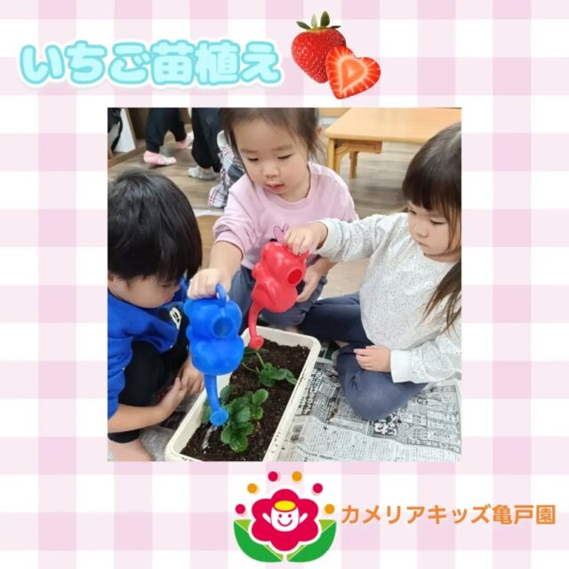 こんにちは！カメリアキッズ亀戸園です🐢 いちごの苗植えを行いました🍓美味しく育ちますようにと願いを込めました✨🌈🌈🌈🌈🌈🌈🌈🌈🌈随時説明会を開催中です！ご連絡お待ちしております！🌈🌈🌈🌈🌈🌈🌈🌈🌈他SNSも要チェック♪Instagram：@itg_camellia_kidsYouTube：🔎カメリアキッズほいくえ：🔎カメリアキッズTikTok：camellia_kids_hoikuen✯ ✯ ✯ ✯ ✯ ✯ ✯ ✯ ✯ ✯ ✯🚩カメリアキッズ亀戸園🏠〒136-0071　　東京都江東区亀戸2-43-2ドルミ亀戸101号室☎️03-6802-9745🗣️園児・保育士さん・調理さん　　　＼  募 集 中 ／✯ ✯ ✯ ✯ ✯ ✯ ✯ ✯ ✯ ✯ ✯#ママライフ #ママリ #保育園#子育てママ#保育士#おもちゃ#ママスタグラム#2歳児#働くママ#幼児食#1歳児#0歳児#保育#江東区#保育士の卵#企業主導型保育園#保育学生#小規模保育園#園児募集#保育士試験#保育士募集#認可外保育園#保育学生#亀戸#保育園探し#保育士求人#東京都保育園#江東区保育園#亀戸保育園