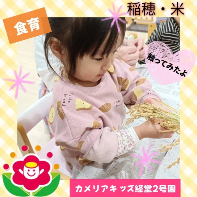 こんにちは✨カメリアキッズ経堂2号園です❣️今回は稲穂と米についての食育についてお届けします！実際に触ってみたり、割り箸で稲穂を取るのに挑戦しました😊取った稲穂をすり鉢で精米にも挑戦し、子どもたちみんなグルグルさせるのが楽しかったようで、興味津々に稲穂と米に触れることができていましたよ😚🌾************************随時説明会開催中です！ご連絡お待ちしております！他SNSも要チェック♪HP：カメリアキッズyoutube：🔎カメリアキッズほいくえ：🔎カメリアキッズTikTok：🔎@camellia_kids_hoikuen☆☆☆☆☆☆☆☆☆☆☆☆カメリアキッズ経堂2号園〒156-0051東京都世田谷区宮坂2-18-3 キャッスル経堂1階☎️03-5799-6185園児・保育士さん・調理さん◎◎◎募集中◎◎◎☆☆☆☆☆☆☆☆☆☆☆☆#ママライフ#ママリ#保育園#子育てママ#保育士#おもちゃ#ママスタグラム#2歳児#働くママ#幼児食#離乳食#1歳児#0歳児#保育#世田谷区#保育士の卵#企業型保育園#保育学生#小規模保育園#園児募集#保育士試験#保育士募集#認可外保育施設#保育学生#経堂#保育園探#保育士求人#カメリアキッズ#東京都保育園#世田谷区保育園#世田谷保育園