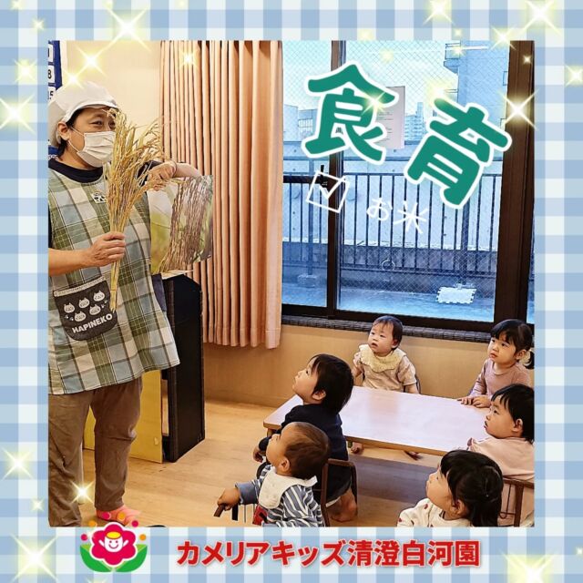 こんにちは😉カメリアキッズ清澄白河園です✨今月の食育は「お米」。稲穂をさわったり、お米をといでみたり🍚「お米」について学びました✨✨いつも給食にでてくるご飯🍚もりもり食べて大きくなってね💘他SNSも要チェック♪HP：カメリアキッズyoutube：🔎カメリアキッズほいくえ：🔎カメリアキッズTikTok：🔎＠camellia_kids_hoikuen☆☆☆☆☆☆☆☆☆☆☆☆カメリアキッズ清澄白河園〒135-0022東京都江東区三好1-8-3越前屋ビル4F☎️03-5875-9987園児・保育士さん・調理さん◎◎◎募集中◎◎◎☆☆☆☆☆☆☆☆☆☆☆☆#ママライフ #ママリ #保育園#子育てママ#保育士#おもちゃ#ママスタグラム#2歳児#働くママ#江東区#江東区保育園#1歳児#0歳児#保育#手作りおもちゃ#企業主導型保育園#保育学生#小規模保育園#園児募集#保育士試験#保育士募集#認可外保育園#壁面飾り#保育園探し#保育士求人#カメリアキッズ