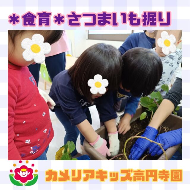 こんにちは！カメリアキッズ高円寺園です☺先日は、食育でさつまいも掘りをしました。玄関でずっと育てていたさつまいも。軍手をして掘ってみると…たくさんのおいもが育っていました！積極的にどんどん掘り進める子土になかなか触れなかったけれどお友達の様子を見て一緒に掘り出す子おいもを見つけて「あったよー！」とみんなに見せてくれる子みんなそれぞれに楽しんでいましたよ⭐️おいも掘りの後は、お野菜スタンプ遊び。カットしたさつまいも、れんこん、ゴボウの断面に絵の具をつけてペタペタ🍠変わった形のスタンプに目を輝かせて楽しんでいた子ども達でした！次回の食育もお楽しみに😉☆☆☆☆☆☆☆☆☆☆☆☆カメリアキッズ高円寺園〒166-0003住所 東京都杉並区高円寺南3-62-6高円寺ゲーテビル1階☎️電話番号03-6454-6064園児・保育士さん◎◎◎募集中◎◎◎☆☆☆☆☆☆☆☆☆☆☆☆☆#保育園#保育#子ども#0歳児#1歳児2歳児企業主導型保育園机上あそびお絵描きパズル英語英語リトミック給食サーキット マット お野菜お誕生日会食育果物　おいも掘り