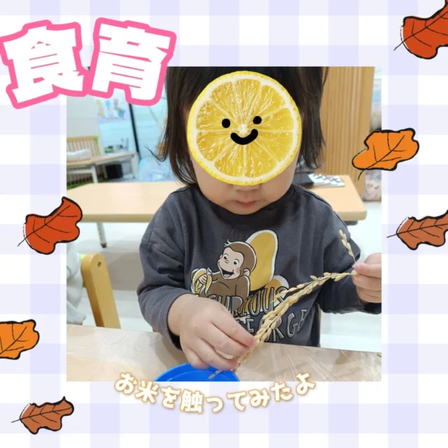 こんにちは！カメリアキッズ曙橋園です😀食育でお米を触りました。いつも食べてるお米とは見た目も触感も違う…！と驚いていた子どもたち。普段はすることない新鮮な体験が出来ました✨️🌈随時説明会開催中です！ご連絡お待ちしております！他SNSも要チェック♪HP：カメリアキッズyoutube：🔎カメリアキッズほいくえ：🔎カメリアキッズTikTok：🔎@camellia_kids_hoikuen☆☆☆☆☆☆☆☆☆☆☆☆カメリアキッズ曙橋園〒162-0065住所：東京都新宿区住吉町3-16グランハイツ1階☎️03-6380-4067園児・保育士さん・調理さん