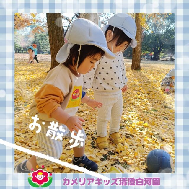 こんにちは😊カメリアキッズ清澄白河園です✨公園はイチョウの黄色でいっぱい🍂🍂落ち葉ひろい・シャボン玉を楽しみました♬他SNSも要チェック♪HP：カメリアキッズyoutube：🔎カメリアキッズほいくえ：🔎カメリアキッズTikTok：🔎＠camellia_kids_hoikuen☆☆☆☆☆☆☆☆☆☆☆☆カメリアキッズ清澄白河園〒135-0022東京都江東区三好1-8-3越前屋ビル4F☎️03-5875-9987園児・保育士さん・調理さん◎◎◎募集中◎◎◎☆☆☆☆☆☆☆☆☆☆☆☆#ママライフ #ママリ #保育園#子育てママ#保育士#おもちゃ#ママスタグラム#2歳児#働くママ#江東区#江東区保育園#1歳児#0歳児#保育#手作りおもちゃ#企業主導型保育園#保育学生#小規模保育園#園児募集#保育士試験#保育士募集#認可外保育園#壁面飾り#保育園探し#保育士求人#カメリアキッズ