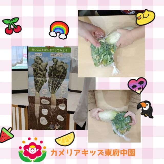 こんにちは♪カメリアキッズ東府中園です。今月の食育テーマは「ミニ大根」いつも食べている大根よりも小さい見た目だったので「赤ちゃん大根＝ミニ大根」と称して触ってみたり匂いを嗅いでみたりと興味津々。中には、赤ちゃんのように大根を抱っこする姿も見られましたよ🍼給食のメニューに入る回数が多い大根でしたが、今回はまた大きさが異なる大根＝ミニ大根があることも勉強になった食育でした✏️随時説明会開催中です!ご連絡お待ちしております！他SNSも要チェック♪HP:カメリアキッズyoutube:🔎カメリアキッズほいくえ:🔎カメリアキッズTikTok:@camellia_kis_hoikuen☆☆☆☆☆☆☆☆☆☆☆☆☆☆カメリアキッズ東府中園〒183-0005住所　東京都府中市若松町1-7-6サングレース東府中1F☎電話番号042-319-8322園児・保育士さん・調理さん◎◎◎募集中◎◎◎☆☆☆☆☆☆☆☆☆☆☆☆☆☆☆#ママライフ#ママリ#保育園#子育てママ#保育士おもちゃママスタグラム2歳児働くママ幼児食1歳児0才児保育府中市保育士の卵企業主導型保育園保育学生小規模保育園園児募集保育士試験保育士募集認可外保育園東府中保育園探し保育士求人カメリアキッズ東京都保育園府中市保育園東府中保育園