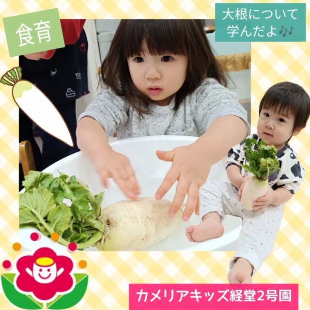 こんにちは☺️カメリアキッズ経堂2号園です！今回は大根について行なった食育についてお届けします🎶まずは触ってみたり洗ったり、触れるところから始めました😊0歳児の小さい子は大根にびっくりしてしまい「いや〜！」と身体を仰け反ったりしていましたが、そんな姿も可愛らしかったです💓1歳児2歳児のお友達は薄く切ってもらった大根クッキーのように、型抜きを楽しみました😚✨************************随時説明会開催中です！ご連絡お待ちしております！他SNSも要チェック♪HP：カメリアキッズyoutube：🔎カメリアキッズほいくえ：🔎カメリアキッズTikTok：🔎@camellia_kids_hoikuen☆☆☆☆☆☆☆☆☆☆☆☆カメリアキッズ経堂2号園〒156-0051東京都世田谷区宮坂2-18-3 キャッスル経堂1階☎️03-5799-6185園児・保育士さん・調理さん◎◎◎募集中◎◎◎☆☆☆☆☆☆☆☆☆☆☆☆＃カメリアキッズ＃東京都＃世田谷区保育園＃認可外保育園#保活