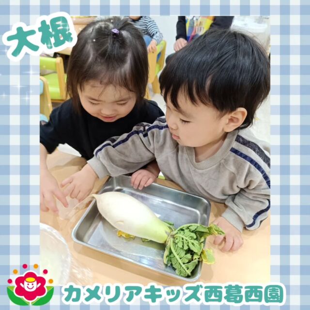 こんにちは🌈カメリアキッズ西葛西園✨【食育】大きな大根すりおろした大根がふわふわしていて不思議そうにのぞき込んでいました♪🌼🌼🌼🌼🌼🌼🌼🌼🌼🌼随時説明会開催中です！ご連絡お待ちしております！他SNSも要チェック♪HP：カメリアキッズyoutube：🔎カメリアキッズほいくえ：🔎カメリアキッズTikTok：🔎@camellia_kids_hoikuen☆☆☆☆☆☆☆☆☆☆☆☆カメリアキッズ西葛西園〒134-0088住所:東京都江戸川区西葛西6-8-4 ニュースカイビル1F☎️電話番号:03-5878-1877園児・保育士さん・調理さん◎◎◎募集中◎◎◎☆☆☆☆☆☆☆☆☆☆☆☆#カメリアキッズ#東京都#江戸川区保育園#認可外保育園#保活