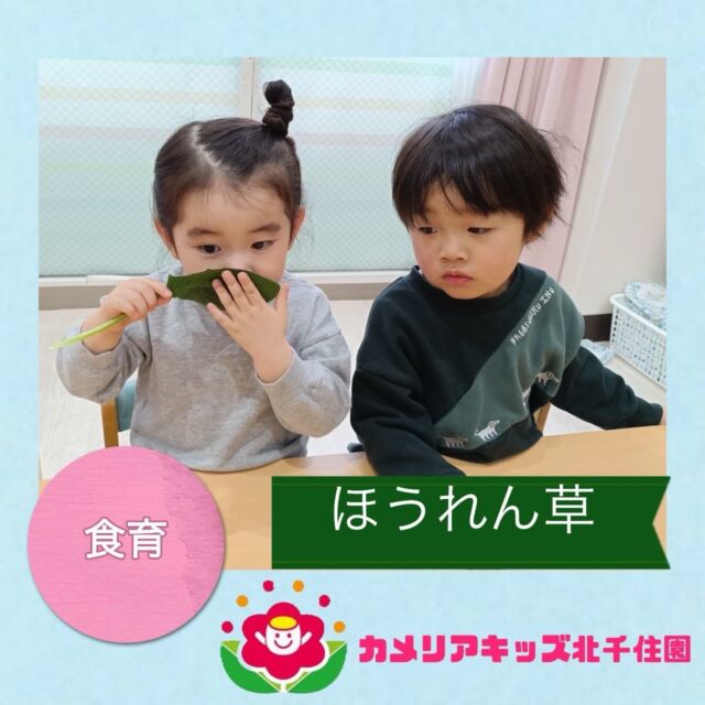 こんにちは☀️カメリアキッズ北千住園です！先日食育でほうれん草🥬に触れました！いつも食べる葉っぱの部分だけでなく、根っこの部分も観察したり触ったりしました😄子どもたちも興味津々でした⭐️⭐︎⭐︎⭐︎⭐︎⭐︎⭐︎⭐︎⭐︎⭐︎⭐︎⭐︎⭐︎⭐︎⭐︎⭐︎⭐︎随時説明会開催中です!ご連絡お待ちしております!他SNSも要チェック♪HP:🔍カメリアキッズyoutube :🔍カメリアキッズほいくえん🔍:カメリアキッズ✨TikTok :🔍@camellia_kids_hoikuen- [ ] ⭐︎⭐︎⭐︎⭐︎⭐︎⭐︎⭐︎⭐︎⭐︎⭐︎⭐︎⭐︎⭐︎⭐︎⭐︎⭐︎カメリアキッズ北千住園〒120-0034住所東京都足立区千住 4-10-3サカイグリーンパーク北千住第7-101号電話番号03-6806-1469⭐︎⭐︎⭐︎⭐︎⭐︎⭐︎⭐︎⭐︎⭐︎⭐︎⭐︎⭐︎⭐︎⭐︎⭐︎⭐︎園児・保育士さん・調理さん〇〇〇募集中〇〇〇#カメリアキッズ#東京都#足立区保育園#認可外保育園#保活