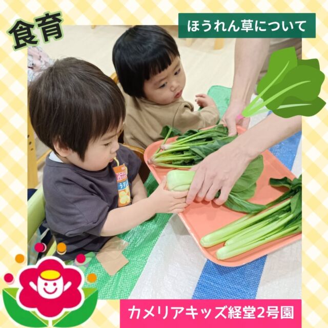 こんにちは✨カメリアキッズ経堂2号園です🥰今回はほうれん草について行なった食育をお届けします！始めに紙芝居でほうれん草への興味を持ってもらい、そのあとに実際にほうれん草を触ってみたり匂いを嗅いでみたりしてほうれん草に興味津々な子どもたちでした🥬思わず口に運んでしまう子もいたりして、とても可愛らしい姿でした💓************************随時説明会開催中です！ご連絡お待ちしております！他SNSも要チェック♪HP：カメリアキッズyoutube：🔎カメリアキッズほいくえ：🔎カメリアキッズTikTok：🔎@camellia_kids_hoikuen☆☆☆☆☆☆☆☆☆☆☆☆カメリアキッズ経堂2号園〒156-0051東京都世田谷区宮坂2-18-3 キャッスル経堂1階☎️03-5799-6185園児・保育士さん・調理さん◎◎◎募集中◎◎◎☆☆☆☆☆☆☆☆☆☆☆☆＃カメリアキッズ＃東京都＃世田谷区保育園＃認可外保育園#保活
