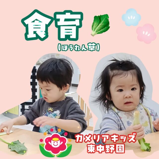 こんにちは😄カメリアキッズ東中野園です！先週行った食育の様子をお届けします🥦2月の食育のテーマは『ほうれん草』でした。ほうれん草に触れたり匂いを確かめたあと、実際に土を落とす体験をしました😊ゴシゴシ！ゴシゴシ！おいしくなぁれ🤤他SNSも要チェック♪Instagram:@itg_camellia_kids Twitter:camellia_kidsyoutube:🔎カメリアキッズほいくえ:🔎カメリアキッズ✰✰✰✰✰✰✰✰✰✰✰✰✰✰✰✰🚩カメリアキッズ東中野園🚩〒156-0003東京都中野区東中野1-1-2プライマリービル1F☎03-6908-6828園児・保育士さん・調理さんを◎◎◎募集中◎◎◎#カメリアキッズ #東京都 #中野区保育園 #認可外保育園 #保活