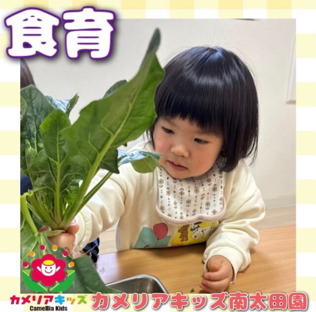 こんにちは😌カメリアキッズ南太田園です🙈今日はお散歩の前に食育を行いました🫶よくみんなが食べていてお野菜クイズでもほうれん草が出たら「ほうれん草！！」と元気に答えてくれます🙌そんな「ほうれん草ってどんなやさい？」について学びました🍽️紙芝居でどんな風に成長するのかお話を聞いた後に実際にほうれん草を触ってみました😳「大きい葉っぱ！」と触る子や「いやいや😐」ってする子もいたり触りたいけど少し抵抗があって指でちょこんとだけ触ってみたり👆楽しい食育の時間でした🌟。・:*:・゜★,。・:*:・゜☆。・:*:・゜★,。・:*:・゜☆⁡  随時説明会開催中です✨ ご連絡お待ちしております🌈 ⁡ 他SNSも要チェック♪ HP：カメリアキッズ youtube：🔎カメリアキッズ ほいくえ：🔎カメリアキッズ TikTok：🔎@camellia_kids_hoikuen ⁡ ☆☆☆☆☆☆☆☆☆☆☆☆  🚩カメリアキッズ 南太田園🚩 〒232-0006 神奈川県横浜市南区南太田１丁目34-7 ☎️045-334-7497  園児・保育士さん・調理さん **◎◎◎募集中**◎◎◎* ⁡ #カメリアキッズ#神奈川県#横浜市保育園#認可外保育園#保活