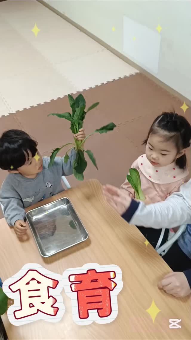 こんにちは♪カメリアキッズ日ノ出町園です😊食育『ほうれん草』ほうれん草・こまつな・チンゲン菜を見比べてみました👀毎朝お野菜クイズをしていますが、改めてこのお野菜は何かな？とみんなで考えました👍積極的に触ったり匂いを嗅いだりした子どもたち👶給食でも「ほうれん草食べたよー！」と言う声が聞こえてきました!!.*｡ﾟ♬*゜ﾟ.*･｡ﾟ♬*゜ﾟ.*･｡ﾟ♬*.*･｡ﾟ♬*随時説明会開催中です✨️ご連絡お待ちしております🌈他SNSも要チェック♪Instagram：@itg_camellia_kidsTwitter：camellia_kidsyoutube：🔎カメリアキッズほいくえ：🔎カメリアキッズTikTok:🔎@camellia_kids_hoikuen⁡⁡☆☆☆☆☆☆☆☆☆☆☆☆🚩カメリアキッズ 日ノ出町園🚩〒231-0066神奈川県横浜市中区日ノ出町1-200日ノ出サクアス201☎️045-334-8529園児・保育士さん・調理さん**◎◎◎募集中**◎◎◎*⁡#カメリアキッズ#神奈川県#中区保育園#認可外保育園#保活