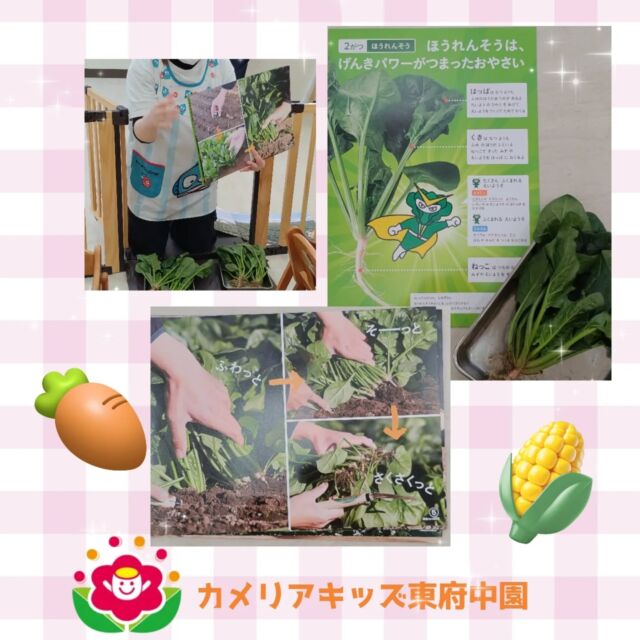 こんにちは♪カメリアキッズ東府中園です。今月のテーマは「ほうれん草」採れたてのように土がついたほうれん草を触ってみるところからスタート💡匂いを嗅いでみたり、葉っぱの手触りを確かめてみたりと五感で楽しむ食育となりました。おやつではほうれん草入りのケーキ🥞甘くておいしいものは子ども達にとってもおかわり続出な大人気メニューでした✨随時説明会開催中です!ご連絡お待ちしております！他SNSも要チェック♪HP:カメリアキッズyoutube:🔎カメリアキッズほいくえ:🔎カメリアキッズTikTok:@camellia_kis_hoikuen☆☆☆☆☆☆☆☆☆☆☆☆☆☆カメリアキッズ東府中園〒183-0005住所　東京都府中市若松町1-7-6サングレース東府中1F☎電話番号042-319-8322園児・保育士さん・調理さん◎◎◎募集中◎◎◎☆☆☆☆☆☆☆☆☆☆☆☆☆☆☆#ママライフ#ママリ#保育園#子育てママ#保育士おもちゃママスタグラム2歳児働くママ幼児食1歳児0才児保育府中市保育士の卵企業主導型保育園保育学生小規模保育園園児募集保育士試験保育士募集認可外保育園東府中保育園探し保育士求人カメリアキッズ東京都保育園府中市保育園東府中保育園