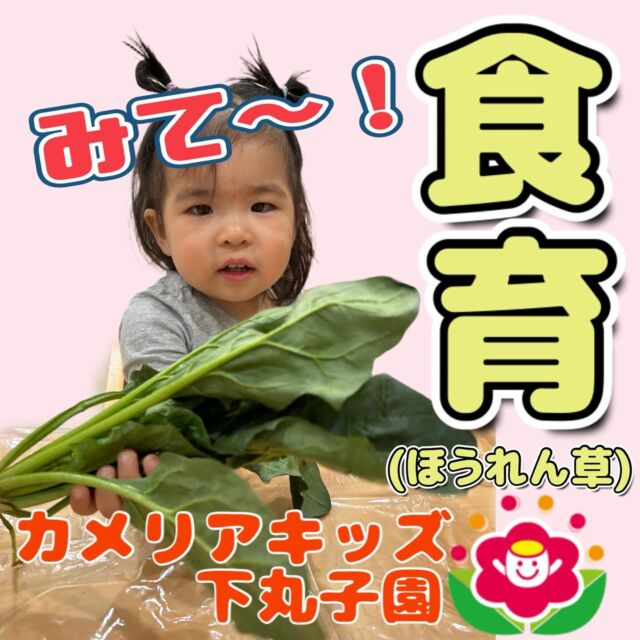 こんにちは😊カメリアキッズ下丸子園です🌺2月の食育は｢ほうれん草🥬｣です！まずはこのお野菜なにかな～？と調理の先生がクイズを出してくれました！みんな毎日、行っている食育で葉っぱや根っこだけ見てもすぐ答えられていましたよ！茹でたものも見せると…｢わかめ～｣との声が!!😆それぞれ葉っぱを観察したり根っこを触ってみたりと楽しんで参加してくれましたよ😊♪.:*:'゜☆.:*:'゜♪.:*:'゜☆.:*:・'゜♪.:*:・'゜☆.:*:・'゜♪.:*:随時説明会開催中です！ご連絡お待ちしております！他SNSも要チェック♪HP：カメリアキッズyoutube：🔎カメリアキッズほいくえ：🔎カメリアキッズTikTok：🔎@camellia_kids_hoikuen☆☆☆☆☆☆☆☆☆☆☆☆カメリアキッズ下丸子園〒146-0092住所：東京都大田区下丸子3-13-19ラ・カーサプリマベーラ1Ｆ☎️電話番号：03-6459-8787園児・保育士さん・調理さん◎◎◎募集中◎◎◎☆☆☆☆☆☆☆☆☆☆☆☆#カメリアキッズ#東京都保育園#大田区保育園#下丸子保育園#認可外保育園