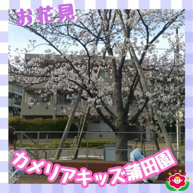 こんにちは!カメリアキッズ蒲田園です✨️本日は午後のお散歩でお花見にいった様子をご紹介♪製作で作ったカバンを持って公園を散策👜🌸雨が降る前に咲いた桜をみんなで見ながら、散った花びら集め🌸園に戻ってからも桜の話題でもちきり、春を満喫したようです✨随時説明会開催中ですご連絡お待ちしております!他のSNSも要チェック☑️HP：🔍️カメリアキッズYouTube：🔍️カメリアキッズほいくえ：🔍️カメリアキッズTikTok：🔍️　@ camellia_kids_hoikuen。°✧·*︵︵︵︵︵︵︵︵︵︵︵︵︵︵︵︵*·✧°。カメリアキッズ蒲田園〒144-0051東京都大田区西蒲田7-50-5　クレメンシア1F📞03-6811-4040園児・保育士・調理さん◎◎◎募集中◎◎◎。°✧·*︶︶︶︶︶︶︶︶︶︶︶︶︶︶︶︶*·✧°。 #カメリアキッズ #東京都 #大田区保育園 #認可外保育園 #保活