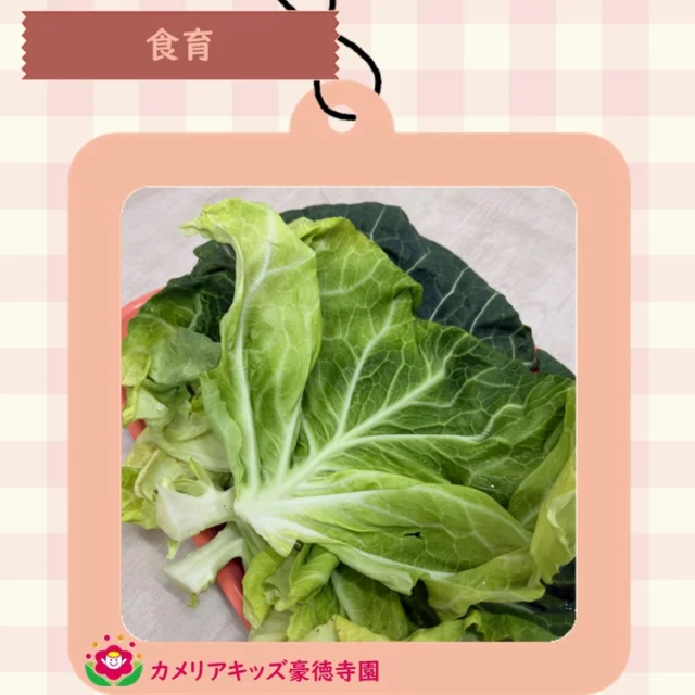 こんにちは😊カメリアキッズ豪徳寺園です✨ 食育の時間、キャベツを観察しました🔍外側のキャベツの葉はゴワゴワしていました🥬.☆☆☆☆☆☆☆☆☆☆☆☆☆他SNSも要チェック♪ Instagram：itg_camellia_kidsWebsite🔎カメリアキッズ youtube🔎カメリアキッズほいくえ🔎カメリアキッズ園児・保育士さん・調理さん☆募集中☆☆☆☆☆☆☆☆☆☆☆☆☆カメリアキッズ豪徳寺園〒154-0021東京都世田谷区豪徳寺1-21-5ヴィラ・ゴートク1F-D03-5799-7790 ☆☆☆☆☆☆☆☆☆☆☆☆☆#カメリアキッズ#東京都#世田谷区保育園#認可外保育園#保活
