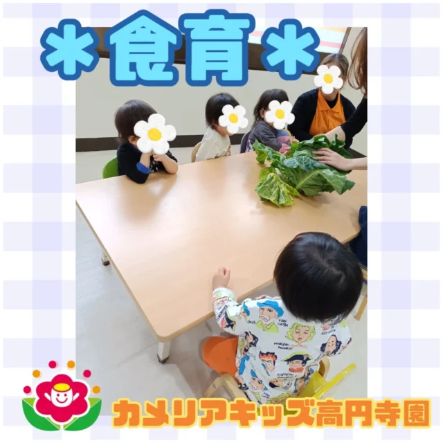こんにちは！カメリアキッズ高円寺園です☺先日は食育活動を行いました！大きなキャベツの葉を触ったりちぎったり...うちわのように振ってみる子恐る恐る触ってみる子みんな興味津々でそれぞれ楽しんでいましたよ⭐️次回の食育活動もお楽しみに😆☆☆☆☆☆☆☆☆☆☆☆☆カメリアキッズ高円寺園〒166-0003住所 東京都杉並区高円寺南3-62-6高円寺ゲーテビル1階☎️電話番号03-6454-6064園児・保育士さん◎◎◎募集中◎◎◎☆☆☆☆☆☆☆☆☆☆☆☆☆#カメリアキッズ#東京都#杉並区保育園#認可外保育園#保活