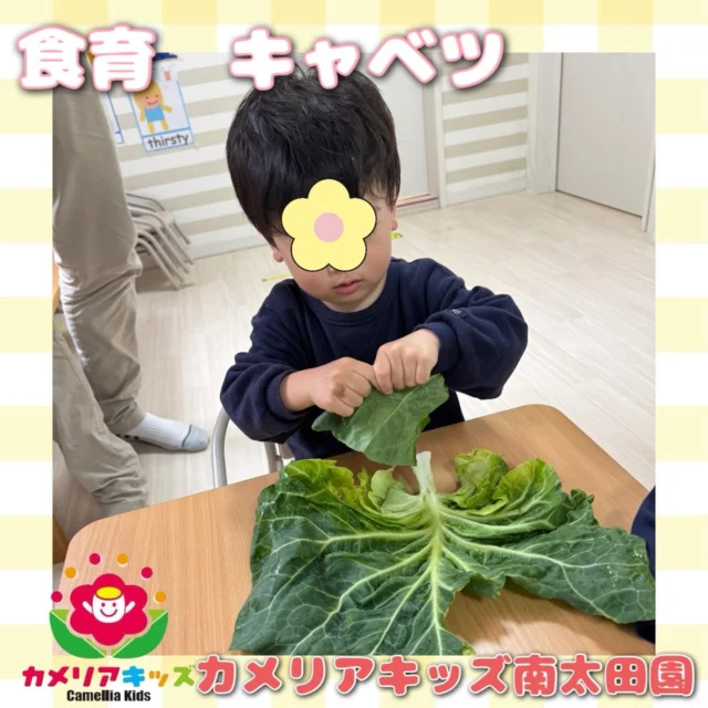 こんにちは🙌カメリアキッズ南太田園です😌キャベツの食育を行いました🫶みんなより大きい葉っぱにびっくり😳「ちぎってみたり匂いをかいてみてね」というと夢中になってちぎっていました！笑。・:*:・゜★,。・:*:・゜☆。・:*:・゜★,。・:*:・゜☆⁡  随時説明会開催中です✨ ご連絡お待ちしております🌈 ⁡ 他SNSも要チェック♪ HP：カメリアキッズ youtube：🔎カメリアキッズ ほいくえ：🔎カメリアキッズ TikTok：🔎@camellia_kids_hoikuen ⁡ ☆☆☆☆☆☆☆☆☆☆☆☆  🚩カメリアキッズ 南太田園🚩 〒232-0006 神奈川県横浜市南区南太田１丁目34-7 ☎️045-334-7497  園児・保育士さん・調理さん **◎◎◎募集中**◎◎◎* ⁡ #カメリアキッズ#神奈川県#横浜市保育園#認可外保育園#保活