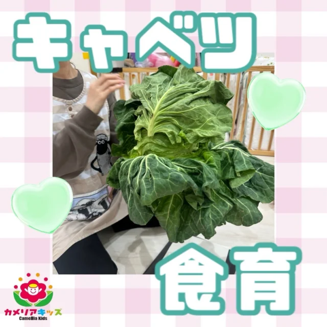 こんにちは😃キャベツの食育をしました！大きな鬼葉に少しびっくりしつつ...たくさんチギチギ感触を楽しみました✨随時説明会開催中です！ご連絡お待ちしております！他SNSも要チェック♪HP：カメリアキッズyoutube：🔎カメリアキッズほいくえ：🔎カメリアキッズTikTok：🔎@camellia_kids_hoikuen☆☆☆☆☆☆☆☆☆☆☆☆カメリアキッズ蒲田2号園〒144-0051東京都大田区西蒲田8-7-1ブランドール2F☎️03-6715-8965園児・保育士さん・調理さん◎◎◎募集中◎◎◎☆☆☆☆☆☆☆☆☆☆☆☆#認可外保育園#保活#カメリアキッズ#東京都#大田区保育園