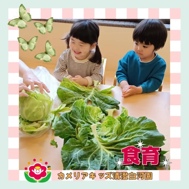 こんにちは😁カメリアキッズ清澄白河園です✨今月の食育は「キャベツ」😋みんなでキャベツの葉をむきむき✨️大きなキャベツの葉にみんな驚いていました🎶キャベツを使ったおいしい給食の紹介もありキャベツについて学びました😉他SNSも要チェック♪HP：カメリアキッズyoutube：🔎カメリアキッズほいくえ：🔎カメリアキッズTikTok：🔎＠camellia_kids_hoikuen☆☆☆☆☆☆☆☆☆☆☆☆カメリアキッズ清澄白河園〒135-0022東京都江東区三好1-8-3越前屋ビル4F☎️03-5875-9987園児・保育士さん・調理さん◎◎◎募集中◎◎◎☆☆☆☆☆☆☆☆☆☆☆☆#カメリアキッズ#東京都#江東区保育園#認可外保育園#保活