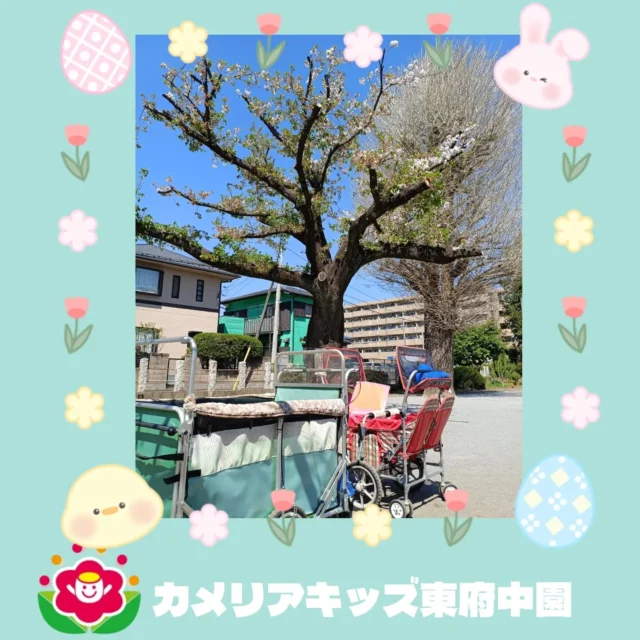 こんにちは🌸カメリアキッズ東府中園です。令和８年度がスタートして約１週間が経ちました。一人ひとりが新しい環境や集団生活に慣れるように、一生懸命頑張っています!!私達も気持ちに寄り添って彼らにとって「自分の特別な居場所」に慣れるよう努めてまいります。そして今週からは、気候も暖かくなり戸外へお散歩に行っています。今回はお砂場遊び🪣砂の感触をはじめ、目で楽しみ耳で音を聞いてたくさんの刺激をもらう子どもたちでした😊随時説明会開催中です!ご連絡お待ちしております！他SNSも要チェック♪HP:カメリアキッズyoutube:🔎カメリアキッズほいくえ:🔎カメリアキッズTikTok:@camellia_kis_hoikuen☆☆☆☆☆☆☆☆☆☆☆☆☆☆カメリアキッズ東府中園〒183-0005住所　東京都府中市若松町1-7-6サングレース東府中1F☎電話番号042-319-8322園児・保育士さん・調理さん◎◎◎募集中◎◎◎☆☆☆☆☆☆☆☆☆☆☆☆☆☆☆#ママライフ#ママリ#保育園#子育てママ#保育士おもちゃママスタグラム2歳児働くママ幼児食1歳児0才児保育府中市保育士の卵企業主導型保育園保育学生小規模保育園園児募集保育士試験保育士募集認可外保育園東府中保育園探し保育士求人カメリアキッズ東京都保育園府中市保育園東府中保育園