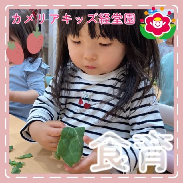 こんにちは😊カメリアキッズ経堂園です✨今日は食育でキャベツに触れました！キャベツを使った料理のクイズをしたり、顔より大きい葉にびっくり😄茎の部分を折るのには一苦労する姿もありました💦＊随時説明会開催中です！ご連絡お待ちしております！他SNSも要チェック♪HP：カメリアキッズyoutube：🔎カメリアキッズほいくえ：🔎カメリアキッズTiktok：🔎@camellia_kids_hoikuen🌷🌷🌷🌷🌷🌷🌷🌷🌷🌷🌷🌷🌷🌷🌷156-0052東京都世田谷区経堂1-19-14第六経堂ビル2F【営業時間7:30〜20:30】TEL.03-6413-7449（受付時間　月〜金　8:30〜17:30）【開園日】月〜日・祝◎園児・保育士・調理さん募集中◎🌷🌷🌷🌷🌷🌷🌷🌷🌷🌷🌷🌷🌷🌷🌷#カメリアキッズ#東京都#世田谷区保育園#認可外保育園#保活