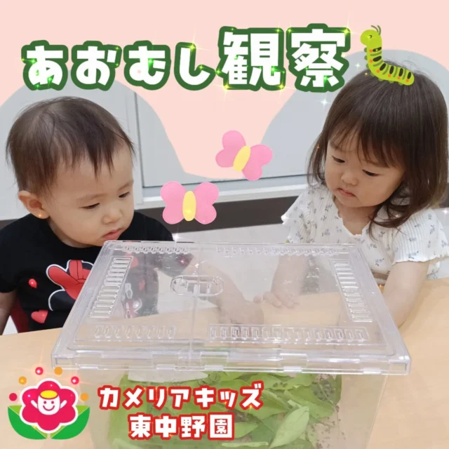 こんにちは😆カメリアキッズ東中野園です！今東中野園ではあおむしの観察がブーム！あおむしの動きを観察しながら成長を見守っています☺️どんなちょうちょに育つかなぁ😀他SNSも要チェック♪Instagram:@itg_camellia_kids Twitter:camellia_kidsyoutube:🔎カメリアキッズほいくえ:🔎カメリアキッズ✰✰✰✰✰✰✰✰✰✰✰✰✰✰✰✰🚩カメリアキッズ東中野園🚩〒156-0003東京都中野区東中野1-1-2プライマリービル1F☎03-6908-6828園児・保育士さん・調理さんを◎◎◎募集中◎◎◎#カメリアキッズ #東京都 #中野区保育園 #認可外保育園 #保活