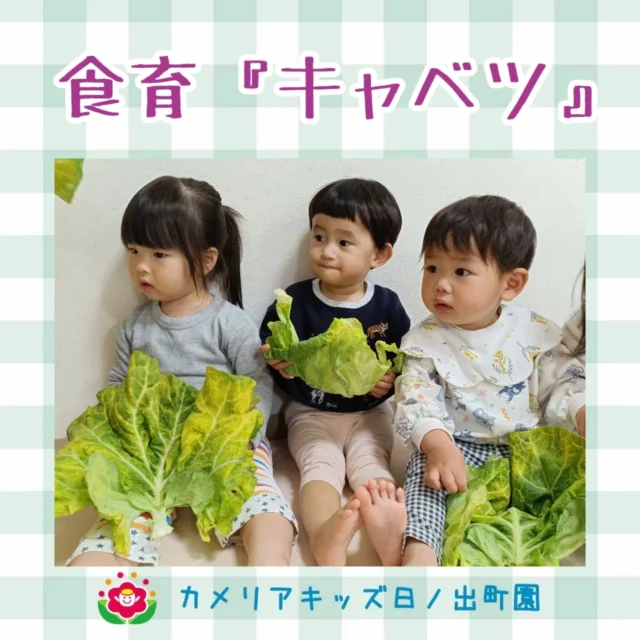 こんにちは♪カメリアキッズ日ノ出町園です🌱今回の食育のテーマは『キャベツ』大きな鬼葉付きキャベツを観察👀抱えて大きさや重さを体感したり、匂いを嗅いだりしました🥬大きな葉を顔に近づけて隠れているおともだちも😆みんなとても楽しんで参加しました🎶.*｡ﾟ♬*゜ﾟ.*･｡ﾟ♬*゜ﾟ.*･｡ﾟ♬*.*･｡ﾟ♬*随時説明会開催中です✨️ご連絡お待ちしております🌈他SNSも要チェック♪Instagram：@itg_camellia_kidsTwitter：camellia_kidsyoutube：🔎カメリアキッズほいくえ：🔎カメリアキッズTikTok:🔎@camellia_kids_hoikuen⁡⁡☆☆☆☆☆☆☆☆☆☆☆☆🚩カメリアキッズ 日ノ出町園🚩〒231-0066神奈川県横浜市中区日ノ出町1-200日ノ出サクアス201☎️045-334-8529園児・保育士さん・調理さん**◎◎◎募集中**◎◎◎*⁡#カメリアキッズ#神奈川県#中区保育園#認可外保育園#保活