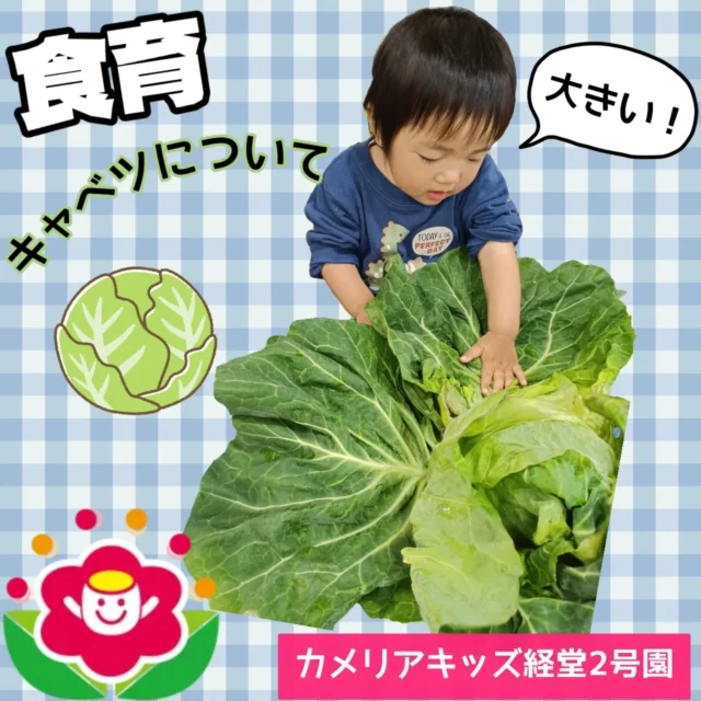 こんにちは😊カメリアキッズ経堂2号園です⭐今回はキャベツについて行なった食育をお届けします！お店で売っている前のまだ硬い葉っぱが付いている状態でのキャベツはなかなか見ることは出来ないので、子どもたちみんな興味津々で見ていました😳1枚ずつ取ってあげてみると顔の前に持っていって、いないいないばあをしてみたりちぎってみたりしてキャベツといろいろな触れ合いをしました🎶************************随時説明会開催中です！ご連絡お待ちしております！他SNSも要チェック♪HP：カメリアキッズyoutube：🔎カメリアキッズほいくえ：🔎カメリアキッズTikTok：🔎@camellia_kids_hoikuen☆☆☆☆☆☆☆☆☆☆☆☆カメリアキッズ経堂2号園〒156-0051東京都世田谷区宮坂2-18-3 キャッスル経堂1階☎️03-5799-6185園児・保育士さん・調理さん◎◎◎募集中◎◎◎☆☆☆☆☆☆☆☆☆☆☆☆＃カメリアキッズ＃東京都＃世田谷区保育園＃認可外保育園#保活
